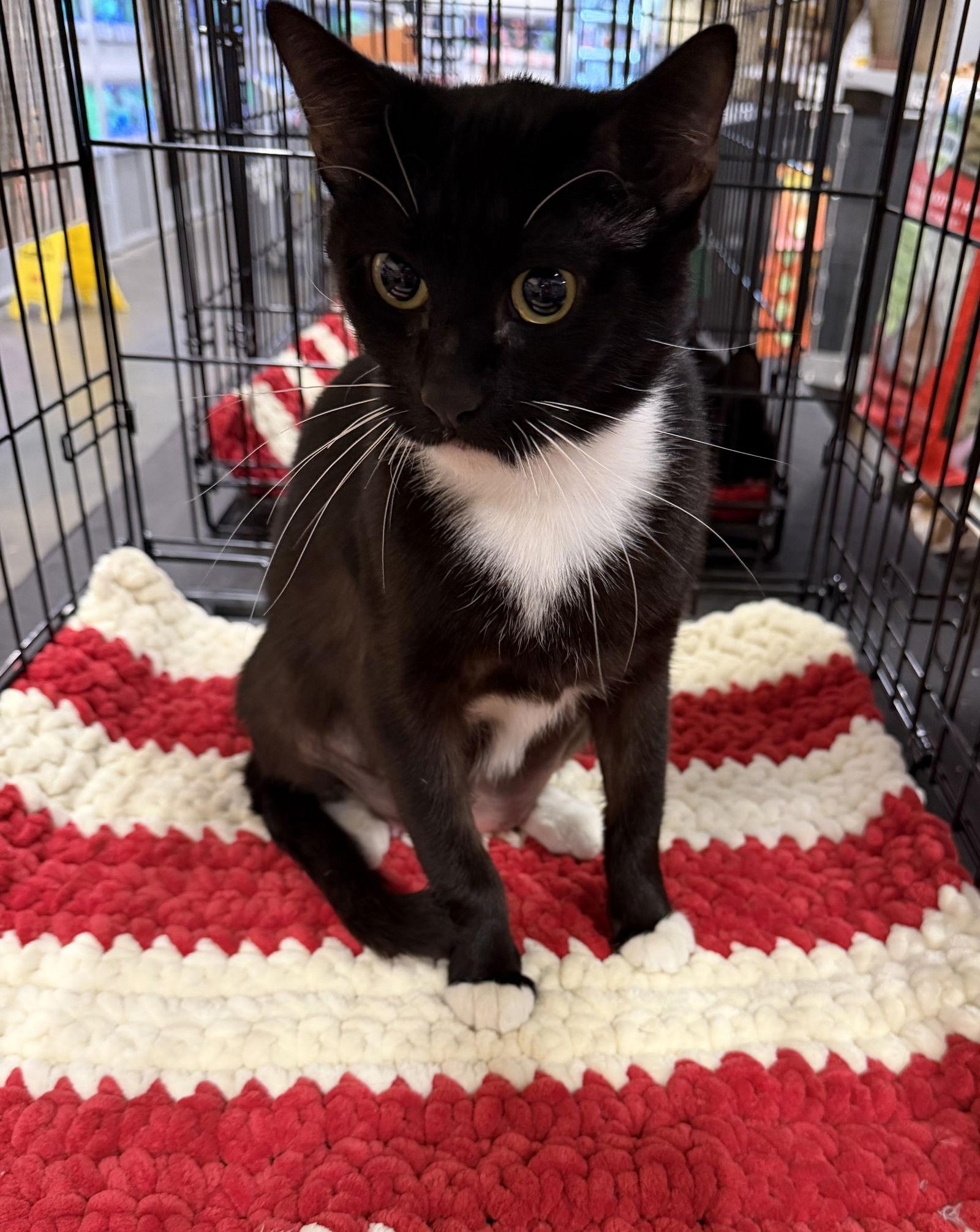 Enlarge Valerie, a Adoptable Domestic Short Hair in Walnut Creek, CA image 2/3