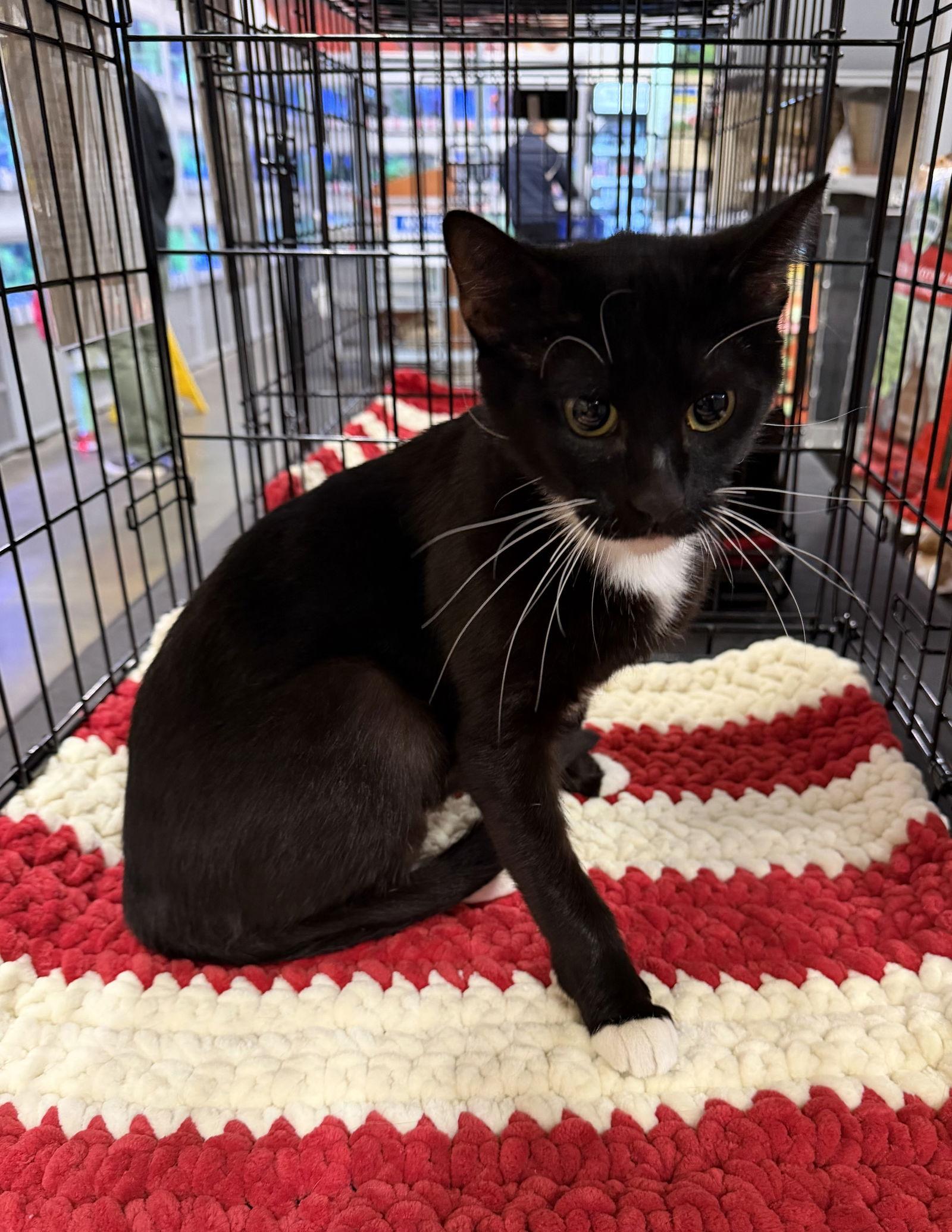 Enlarge Valerie, a Adoptable Domestic Short Hair in Walnut Creek, CA image 3/3