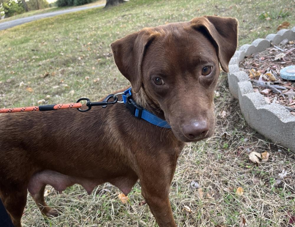 Enlarge Ginger, a Adoptable mixed breed in Tulsa, OK image 2/4