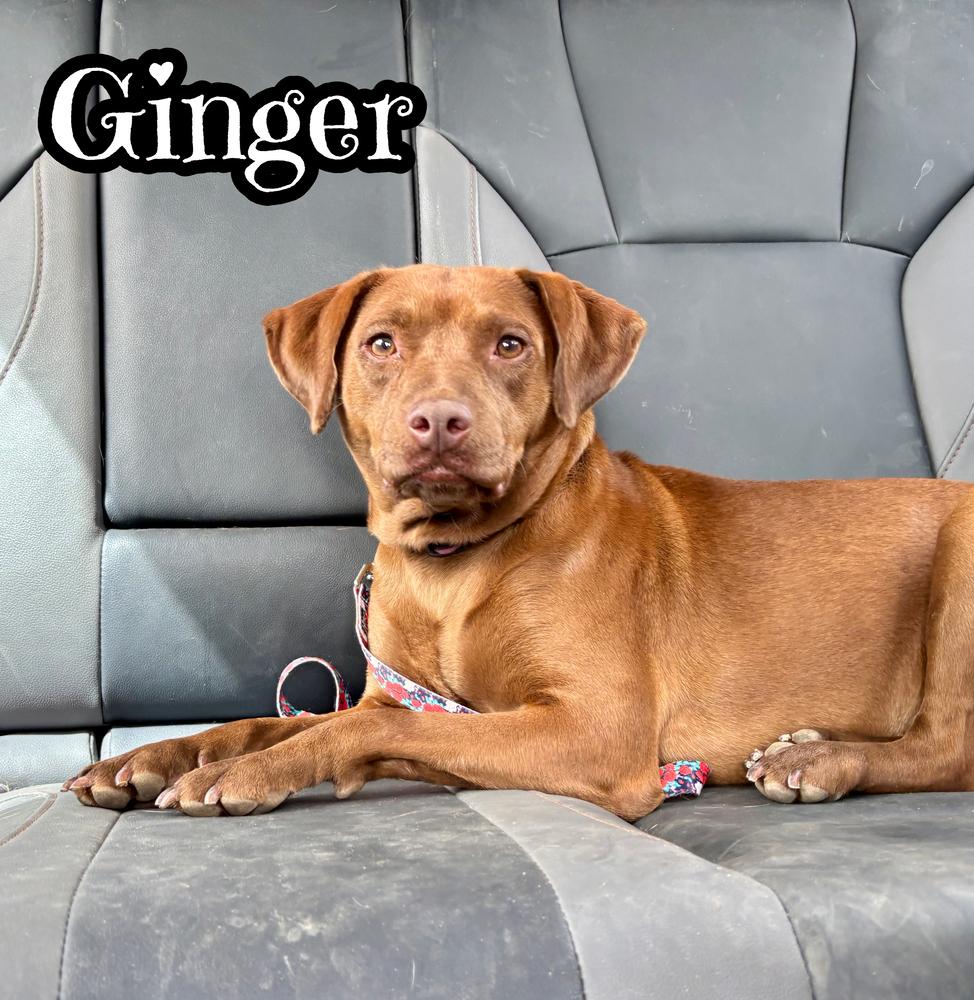 Enlarge Ginger, a Adoptable mixed breed in Tulsa, OK image 3/4
