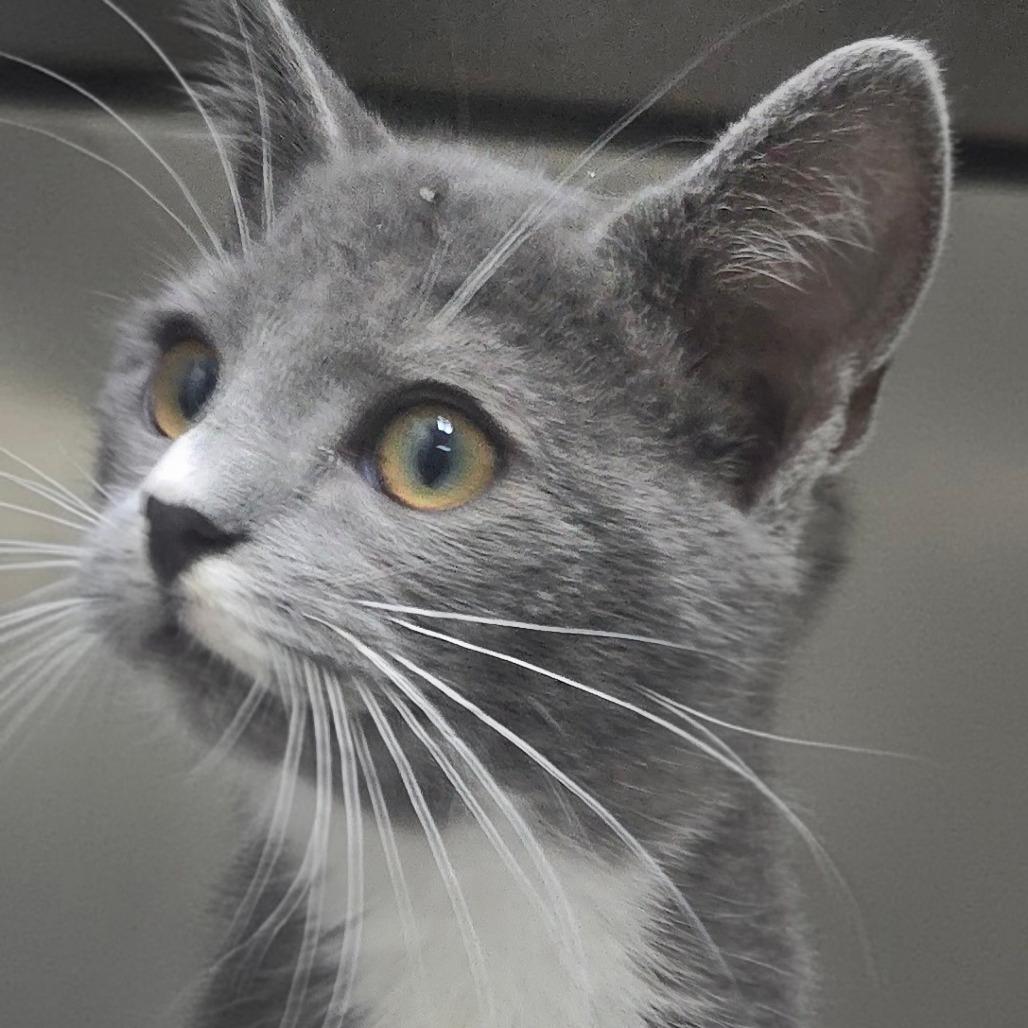 Lida 26-0541, Adoptable, Kitten Female Domestic Short Hair.