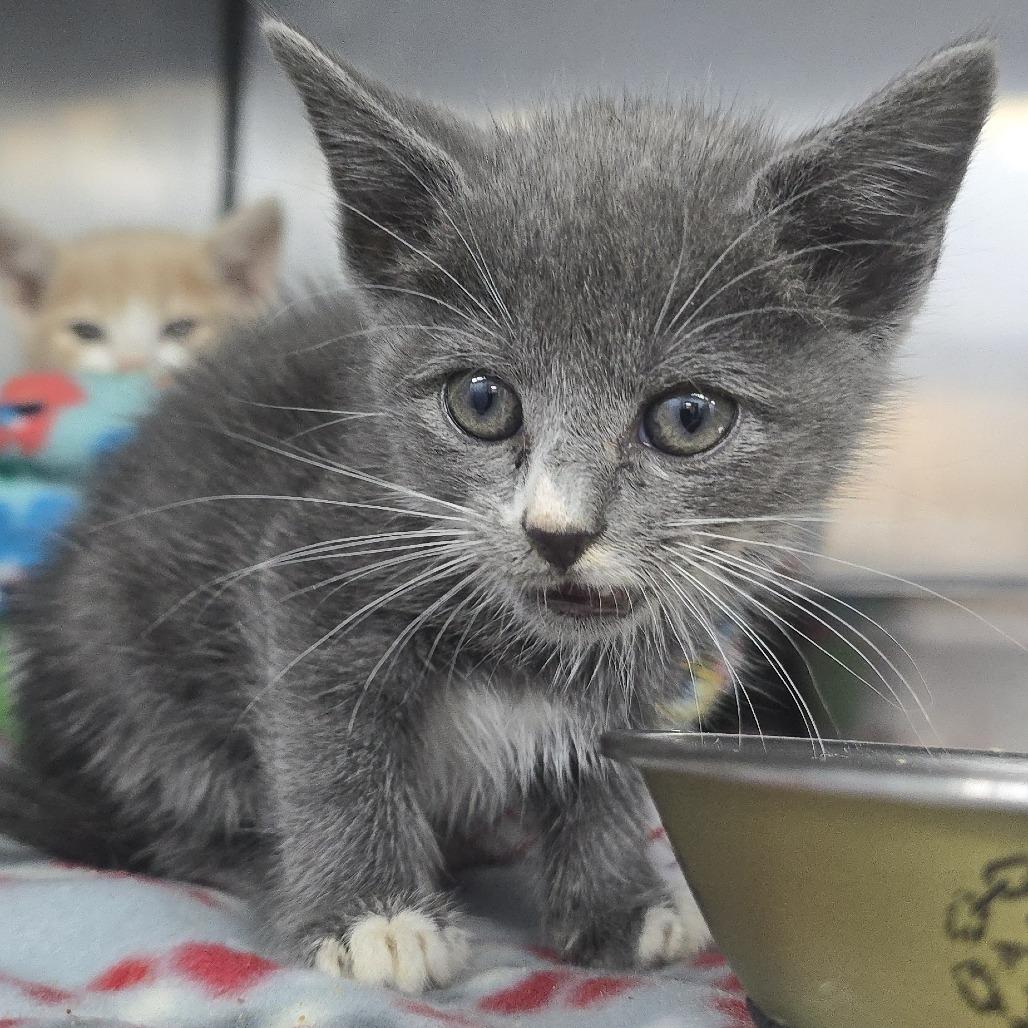 Enlarge Lida 26-0541, a Adoptable Domestic Short Hair in Yanceyville, NC image 2/2