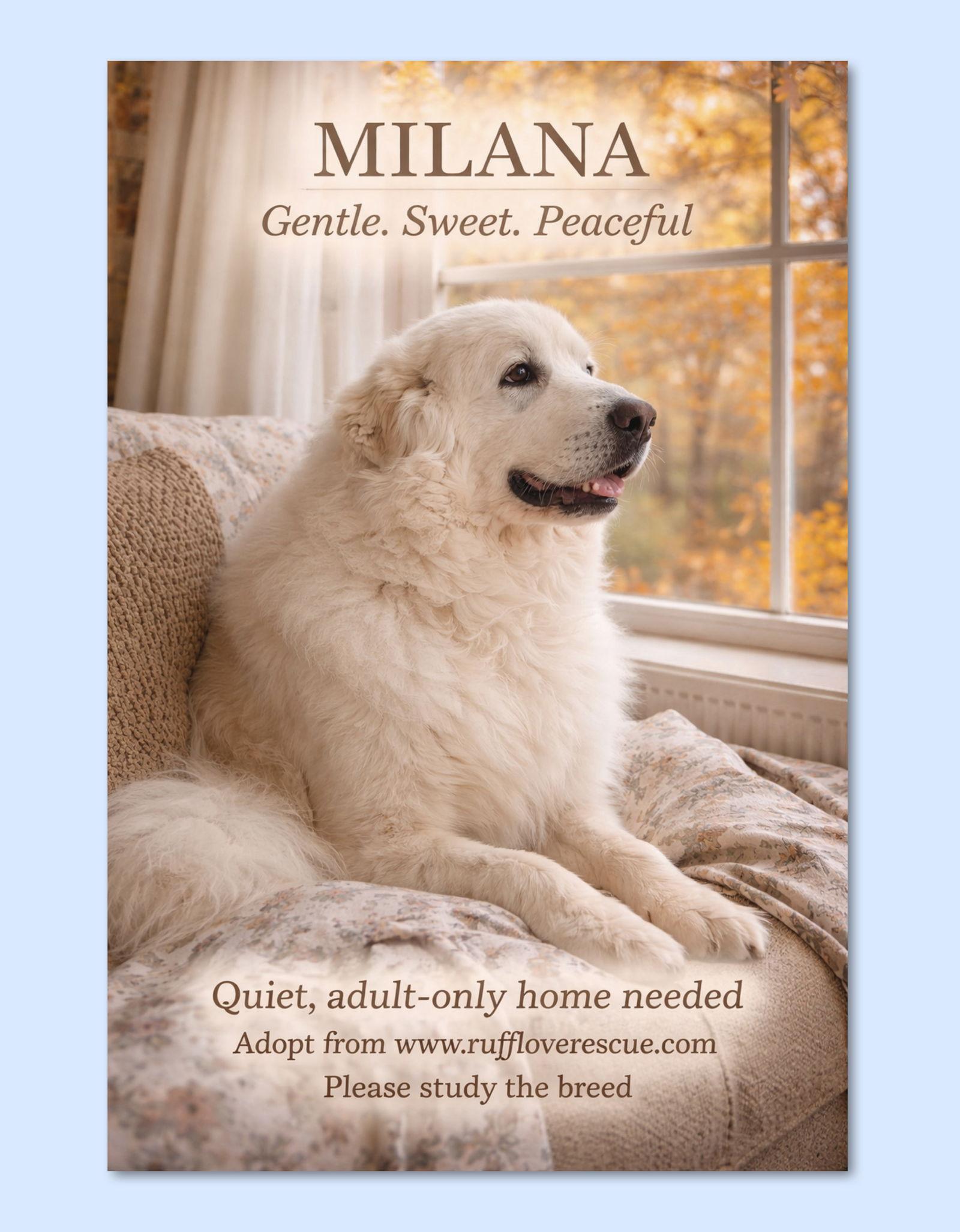 Milana, Adoptable, Adult Female Great Pyrenees.