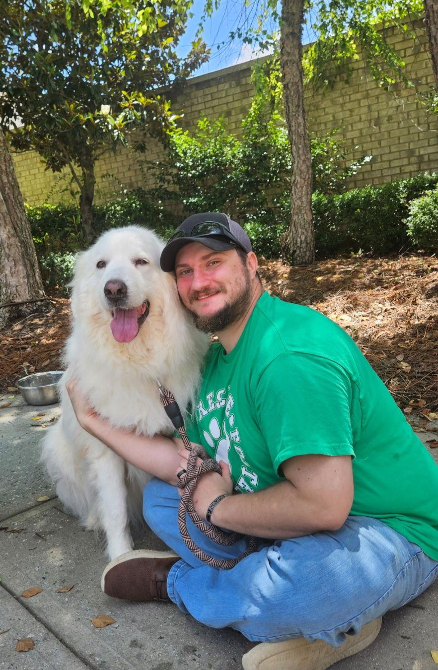Milana, Adoptable, Adult Female Great Pyrenees.