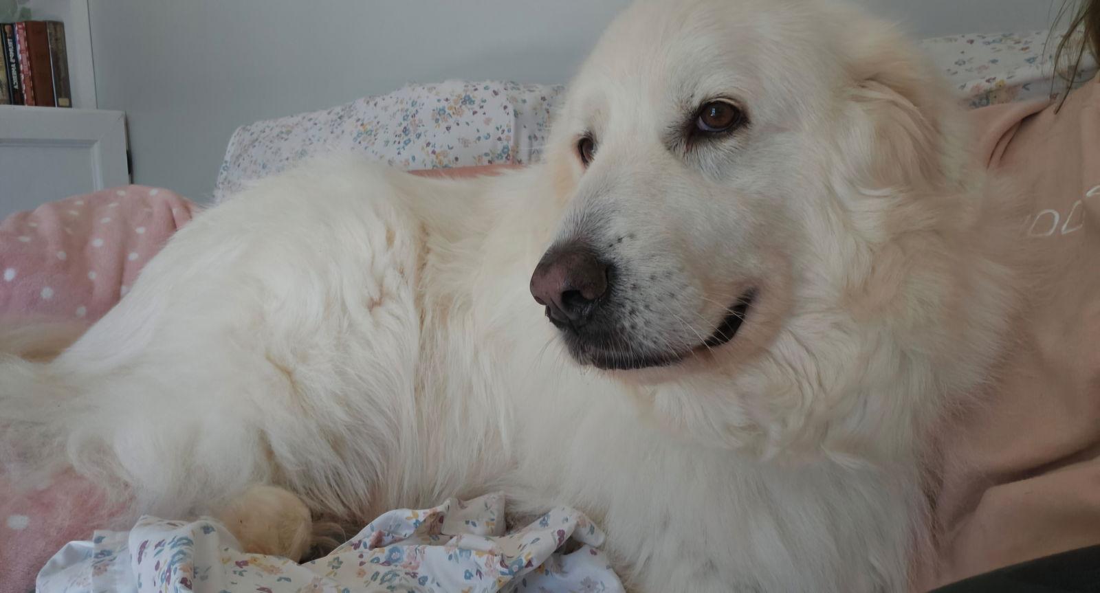 Milana, a Adoptable Great Pyrenees in Thomasville, NC image 2/3