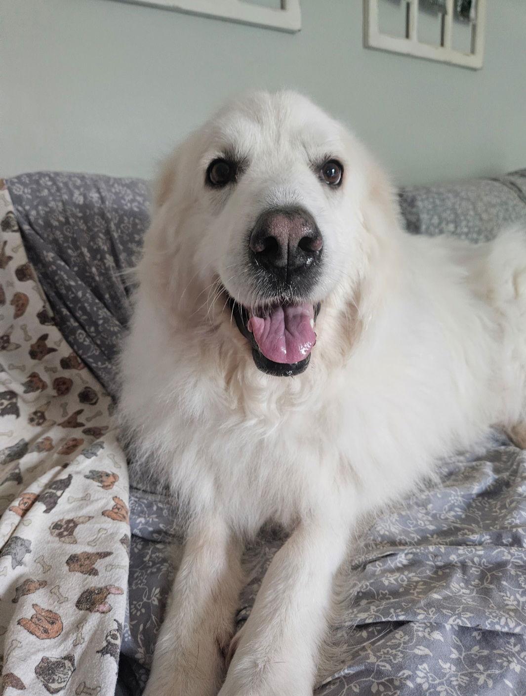 Milana, a Adoptable Great Pyrenees in Thomasville, NC image 3/3