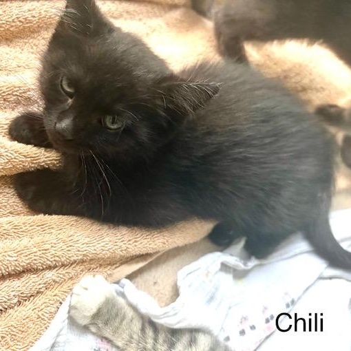 Photo of Chili