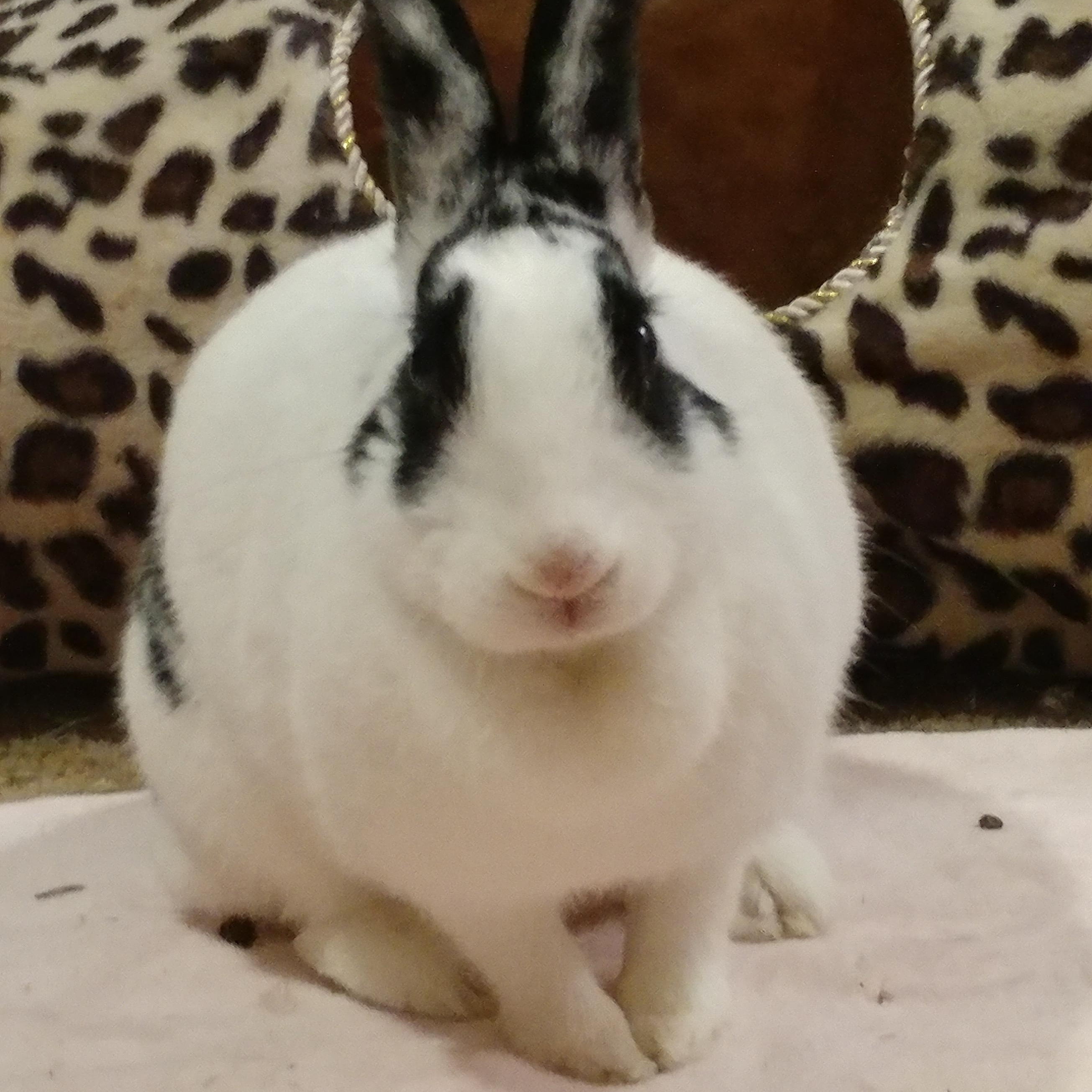 Enlarge Paloma, a Adoptable mixed breed in Lake Elsinore, CA image 3/6