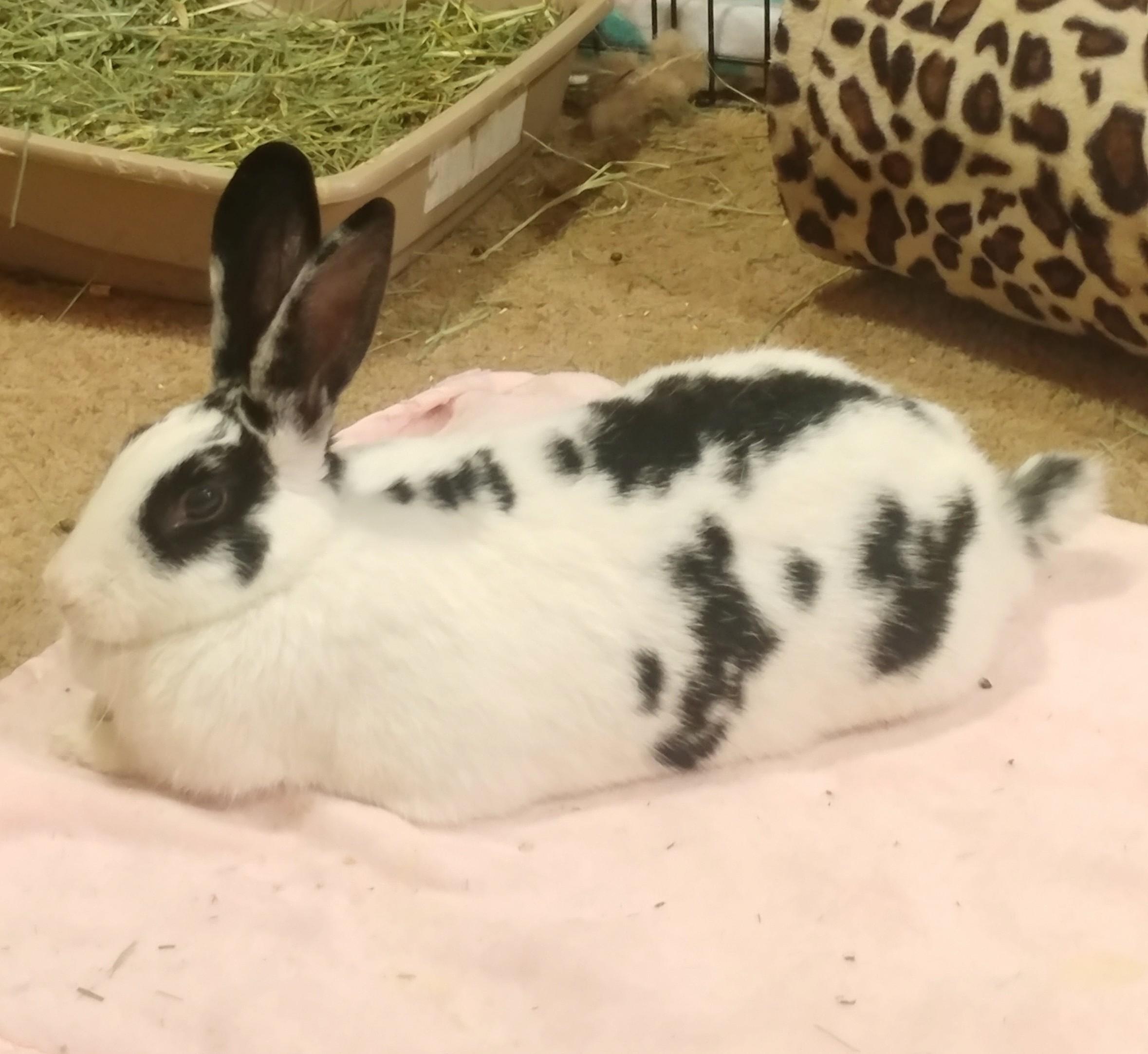 Paloma, Adult Female English Spot