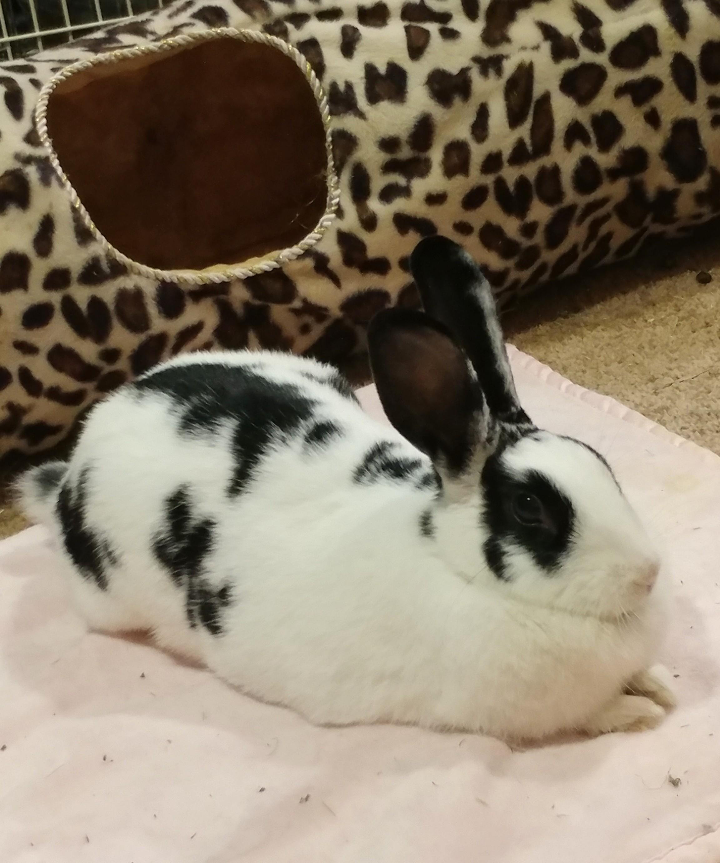 Enlarge Paloma, a Adoptable mixed breed in Lake Elsinore, CA image 2/6