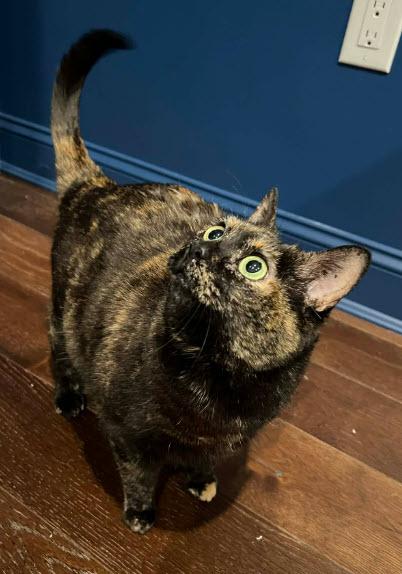 Button, Adoptable, Adult Female Domestic Short Hair & Domestic Short Hair.