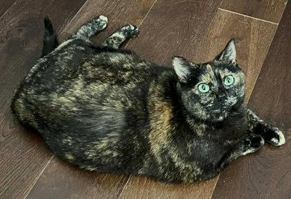 Enlarge Button, a Adoptable mixed breed in Hudson, MA image 2/3