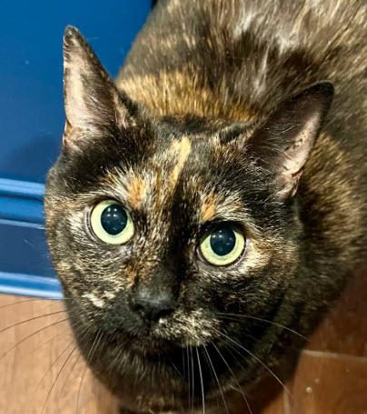 Enlarge Button, a Adoptable mixed breed in Hudson, MA image 3/3