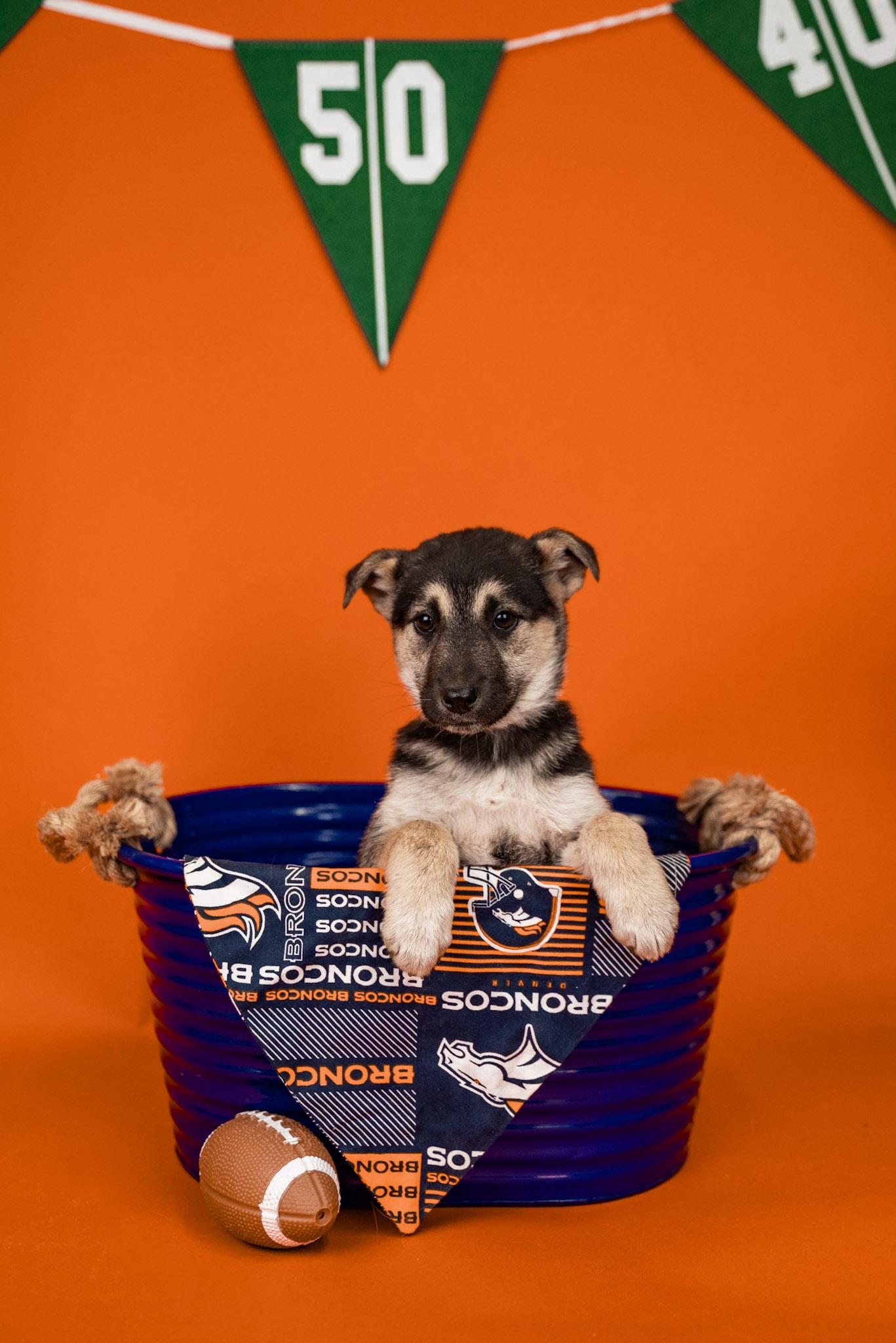 Enlarge 46-26, a ADOPTABLE mixed breed in Brighton, CO image 1/1