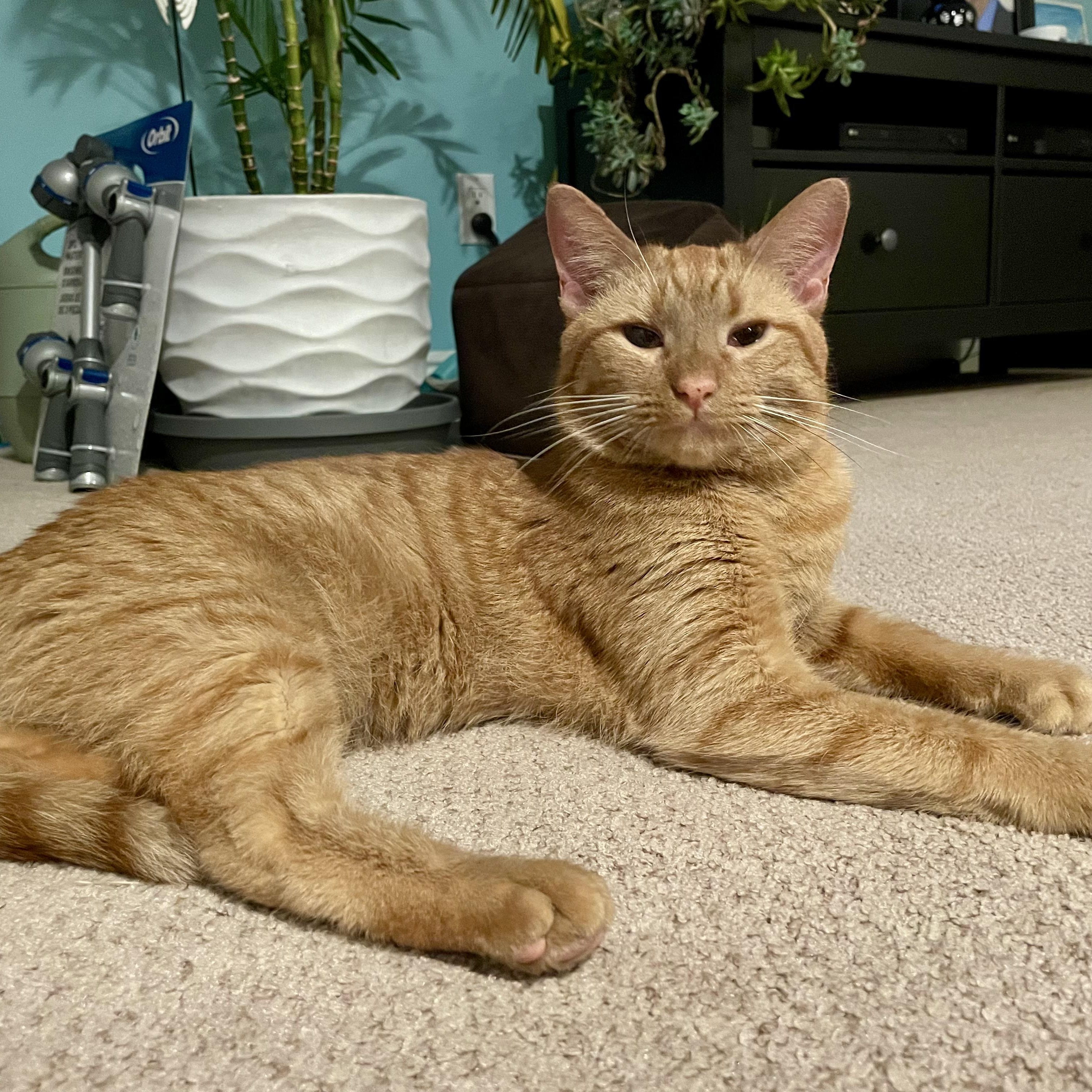 Enlarge Hugo, a ADOPTABLE Domestic Short Hair in Moriches, NY image 2/5