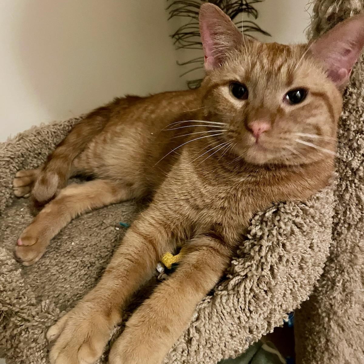 Enlarge Hugo, a ADOPTABLE Domestic Short Hair in Moriches, NY image 3/5