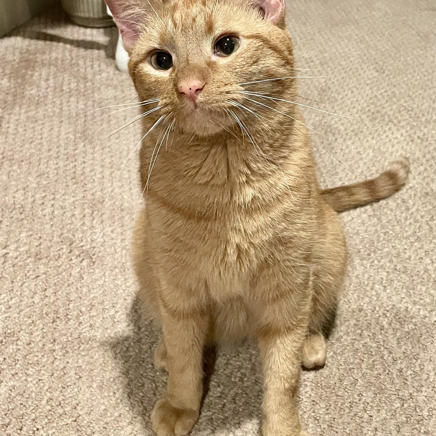 Hugo, ADOPTABLE, Young Male Domestic Short Hair.