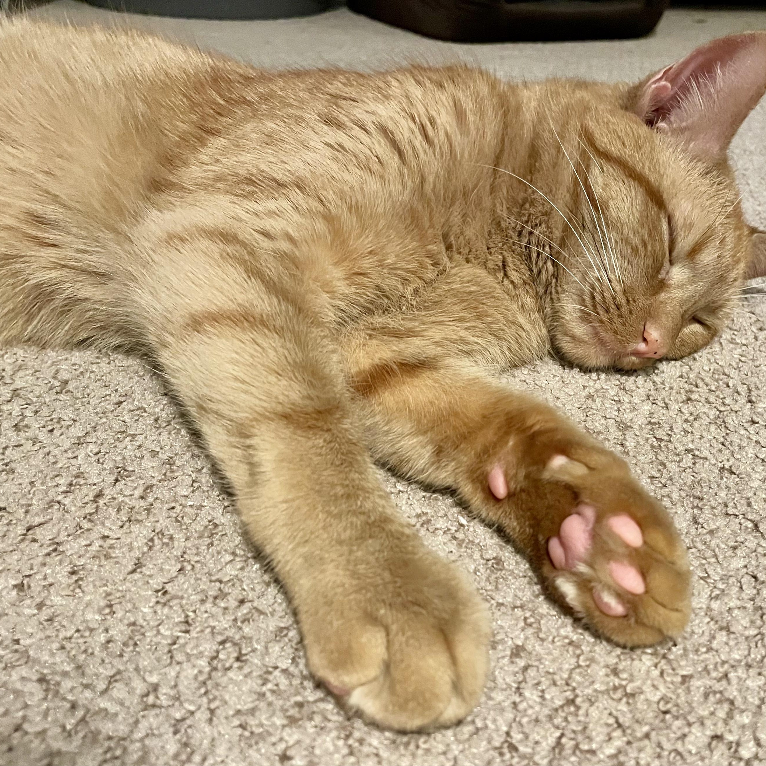 Enlarge Hugo, a ADOPTABLE Domestic Short Hair in Moriches, NY image 5/5