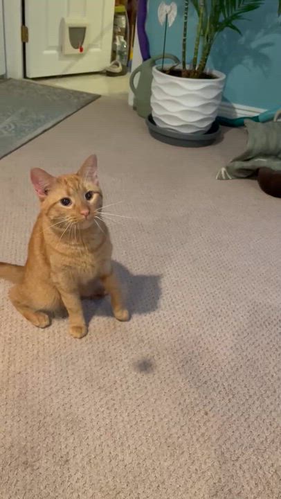 Enlarge Hugo, a ADOPTABLE Domestic Short Hair in Moriches, NY video 4/5