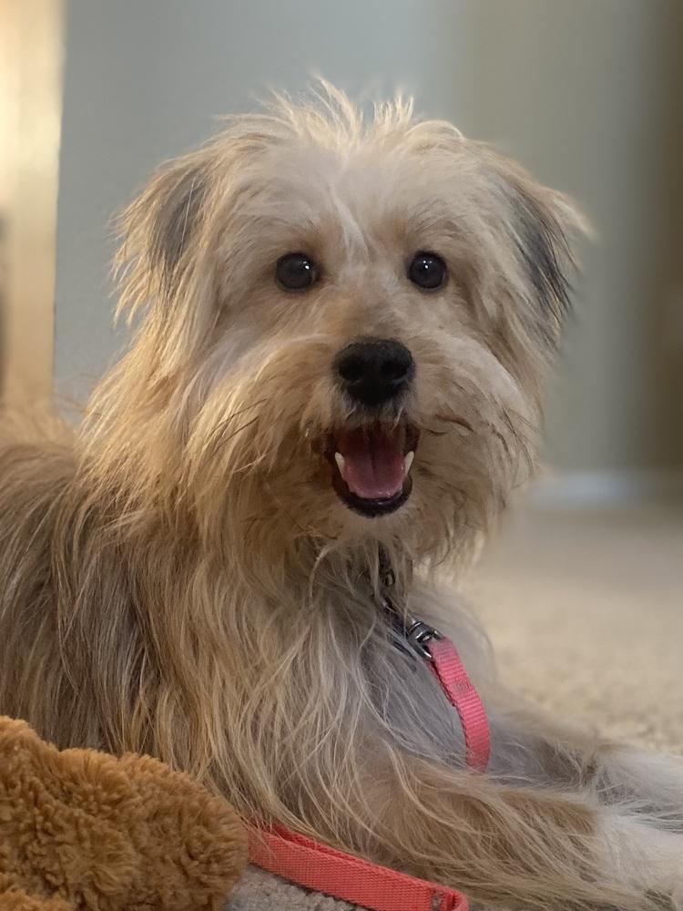 Hazel4, Adoptable, Adult Female Terrier.