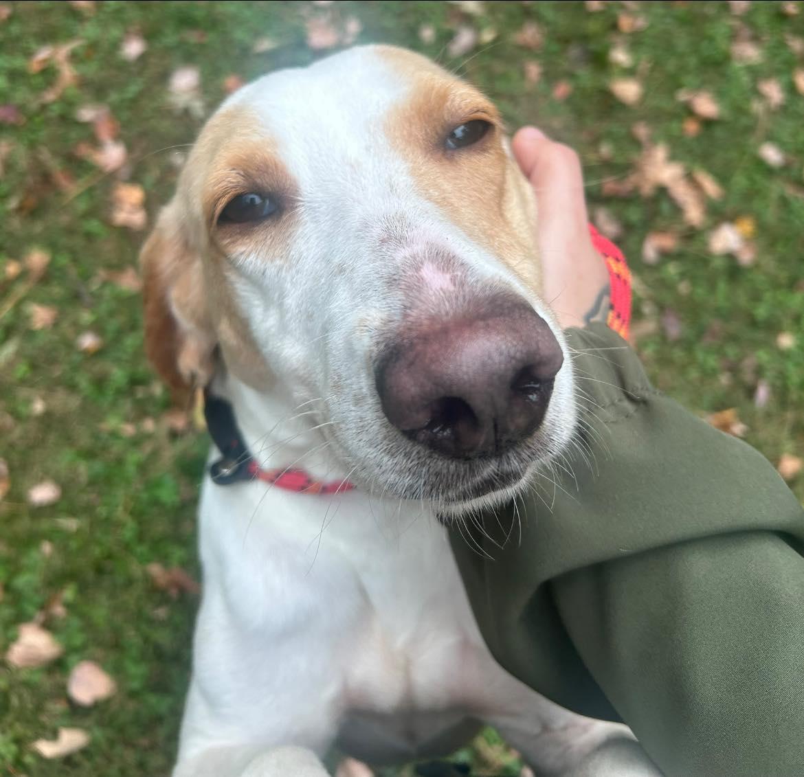Enlarge Cheroy, a Adoptable American Foxhound in Ashland, VA image 1/4