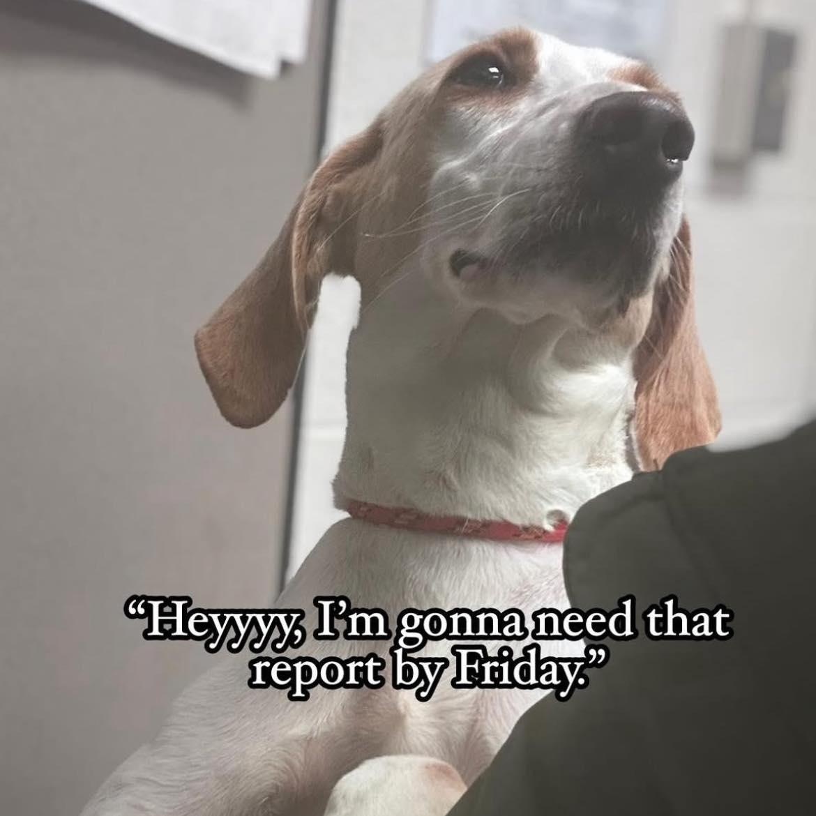 Enlarge Cheroy, a Adoptable American Foxhound in Ashland, VA image 2/4