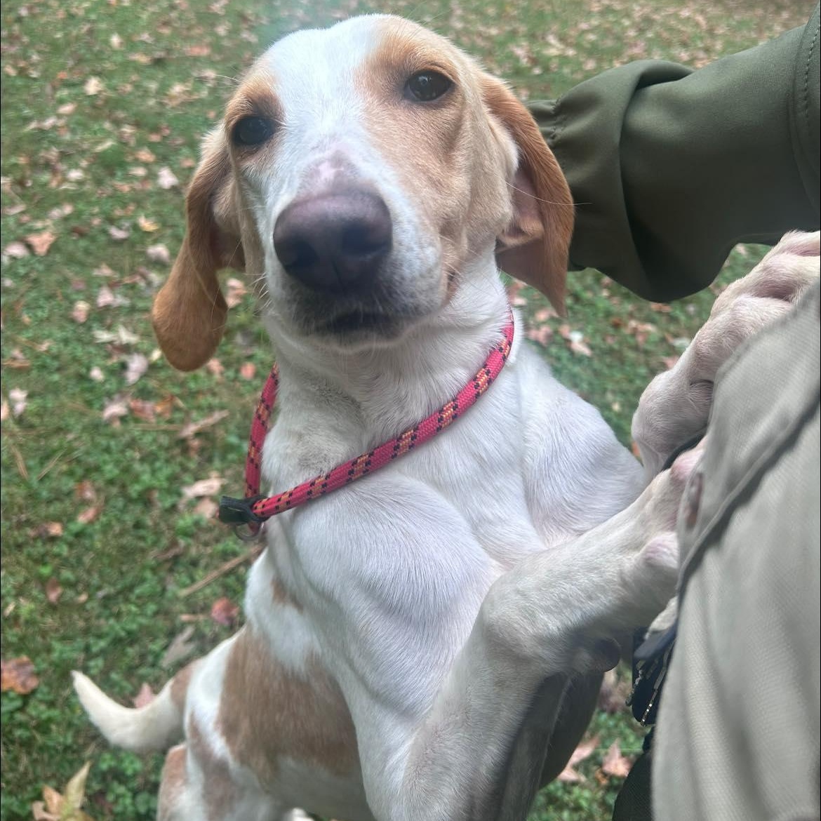 Enlarge Cheroy, a Adoptable American Foxhound in Ashland, VA image 3/4