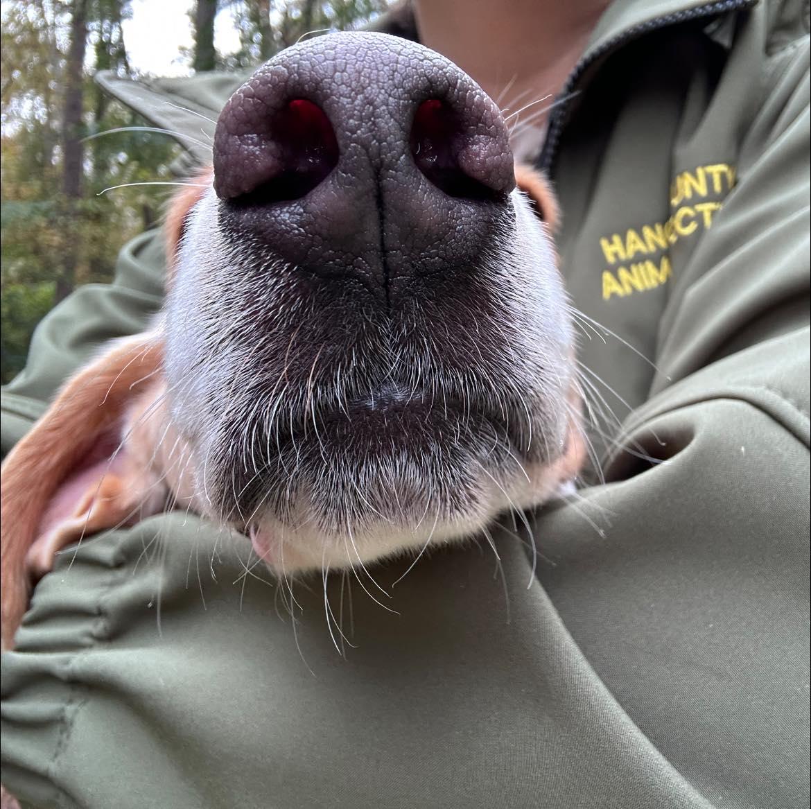 Enlarge Cheroy, a Adoptable American Foxhound in Ashland, VA image 4/4