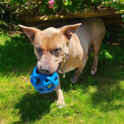 Trixie, Adoptable, Adult Female American Staffordshire Terrier & Mixed Breed.