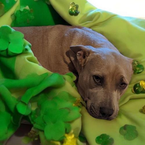 Enlarge Trixie, a Adoptable mixed breed in Madera, CA image 2/6