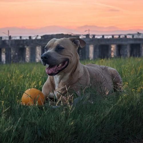 Enlarge Trixie, a Adoptable mixed breed in Madera, CA image 3/6