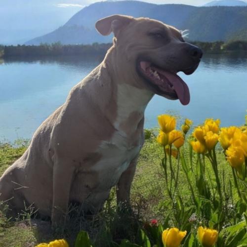 Enlarge Trixie, a Adoptable mixed breed in Madera, CA image 5/6