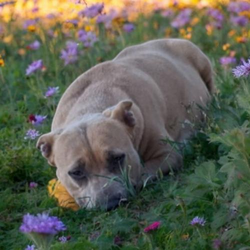 Enlarge Trixie, a Adoptable mixed breed in Madera, CA image 6/6
