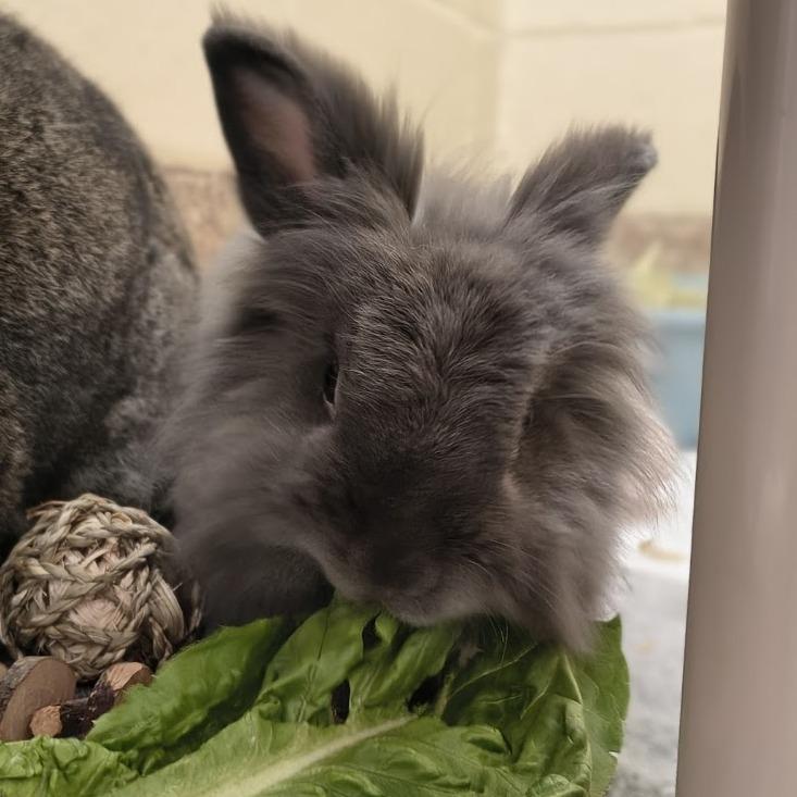Enlarge CinnamonRoll with HoneyBun-in foster, a Adoptable American in Springfield, MA image 2/3