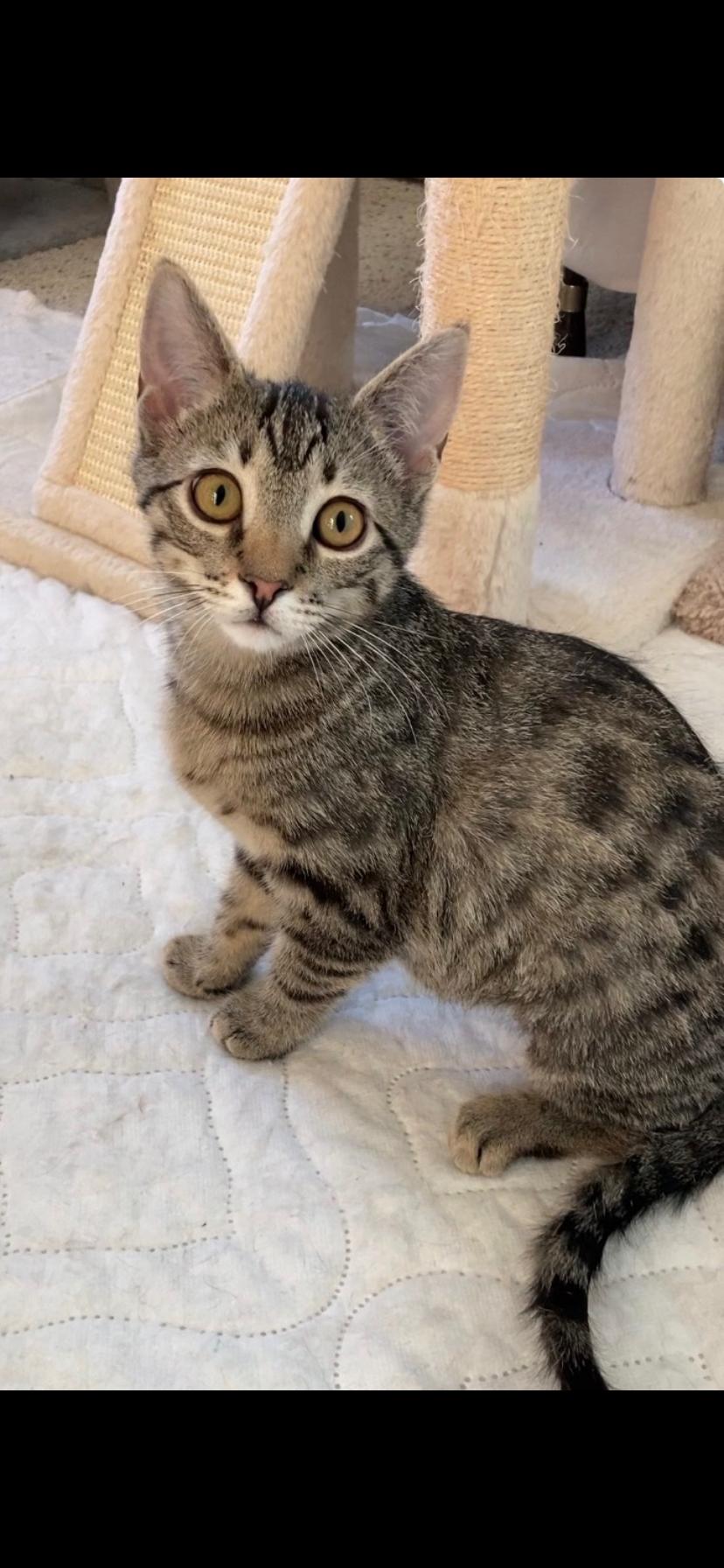 Enlarge Ramona , an adopted Domestic Short Hair in Greensburg, PA image 2/2