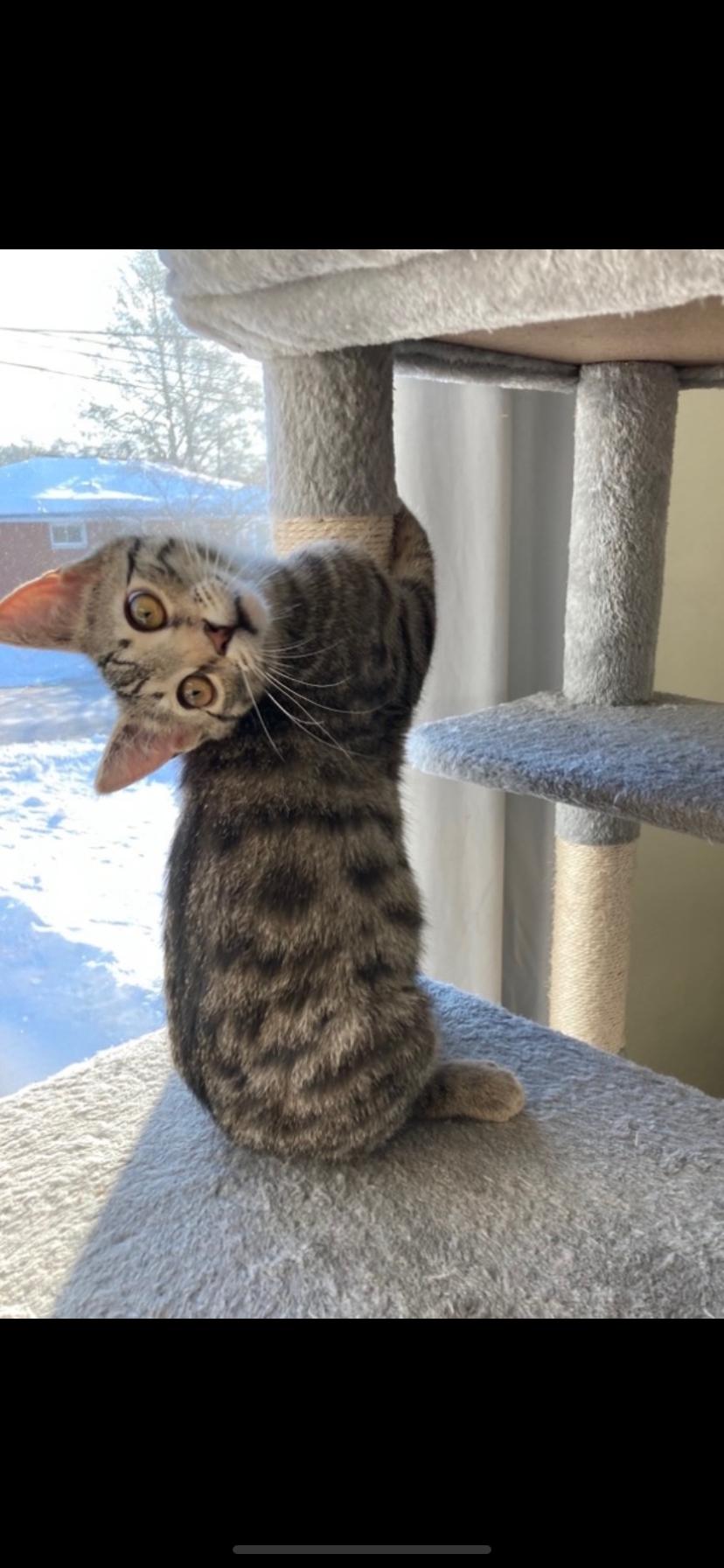 Ramona , adopted, Kitten Female Domestic Short Hair.