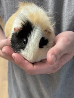 Enlarge Louie Jr, a Adoptable Guinea Pig in Savannah, GA image 1/1