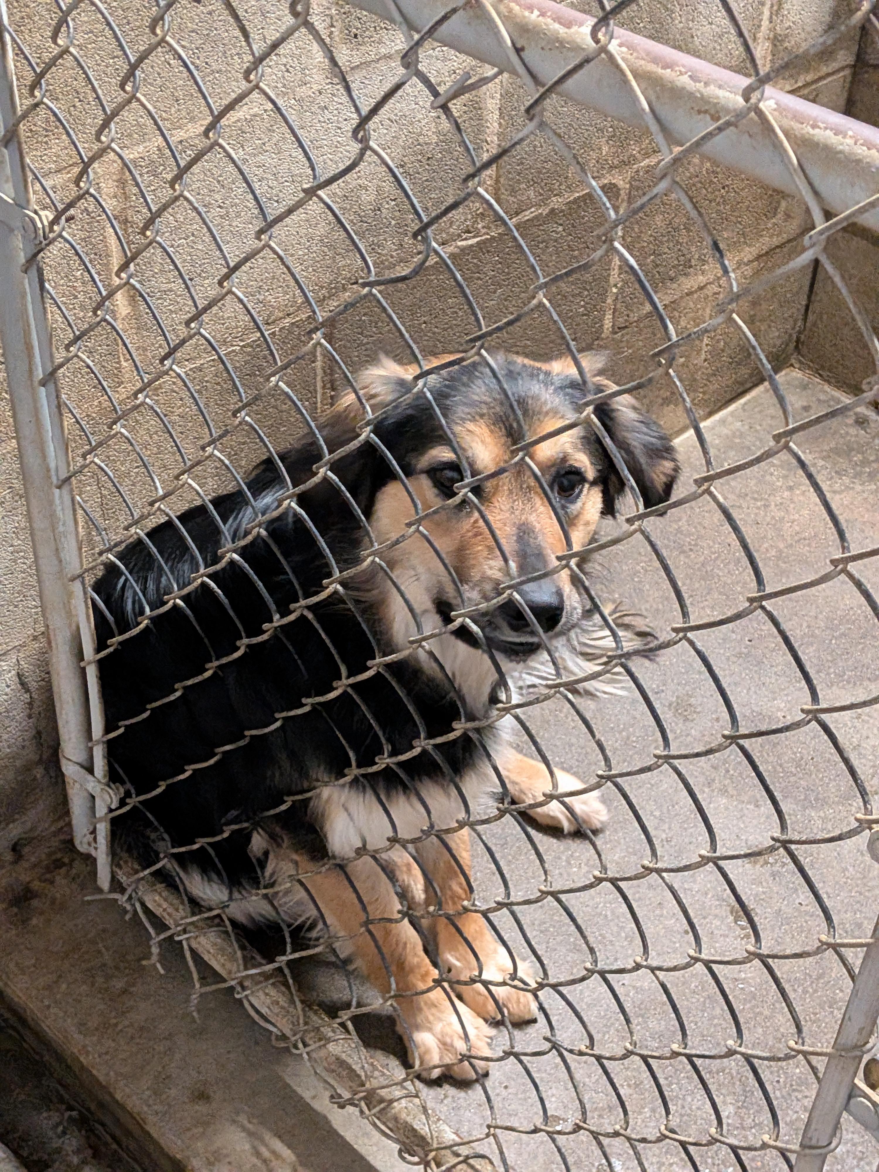 Leela, ADOPTABLE, Adult Female McNab & Border Collie.