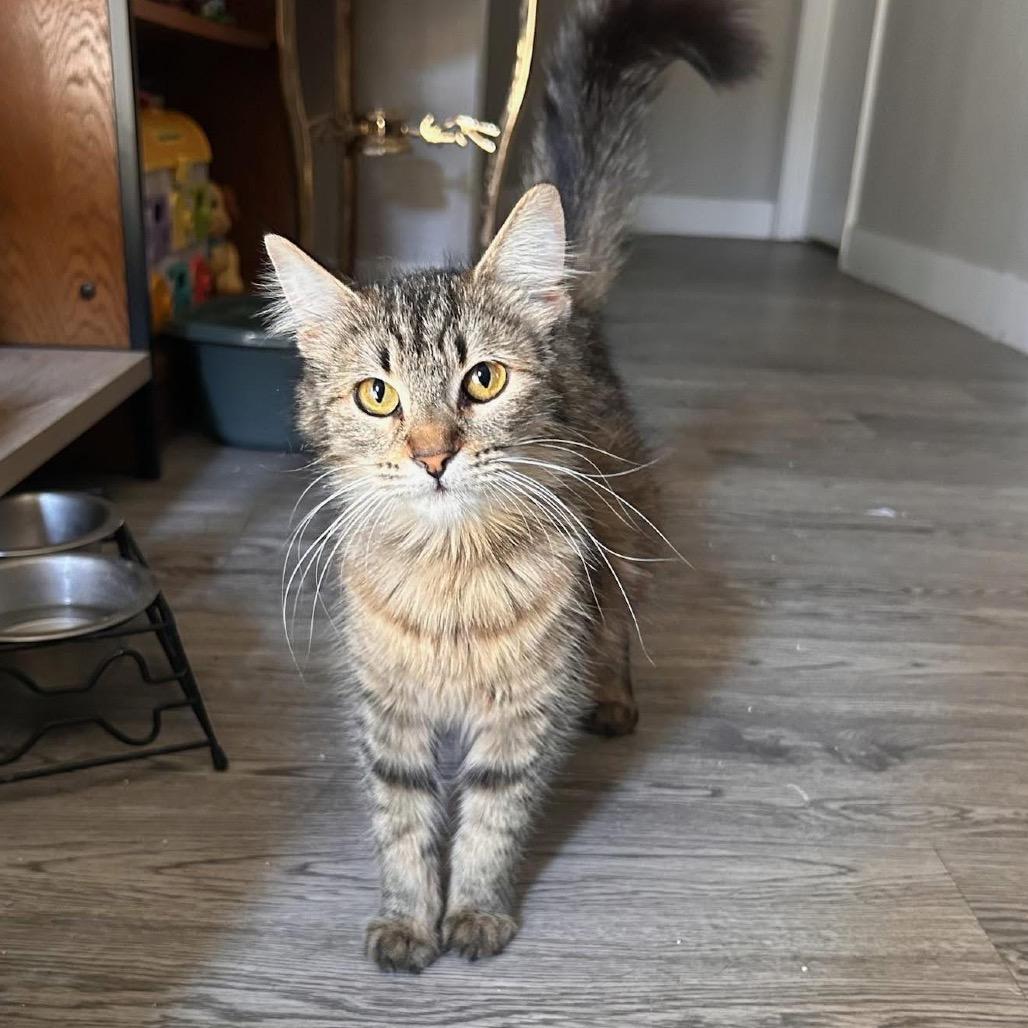 Praline, Adoptable, Young Female Domestic Medium Hair.