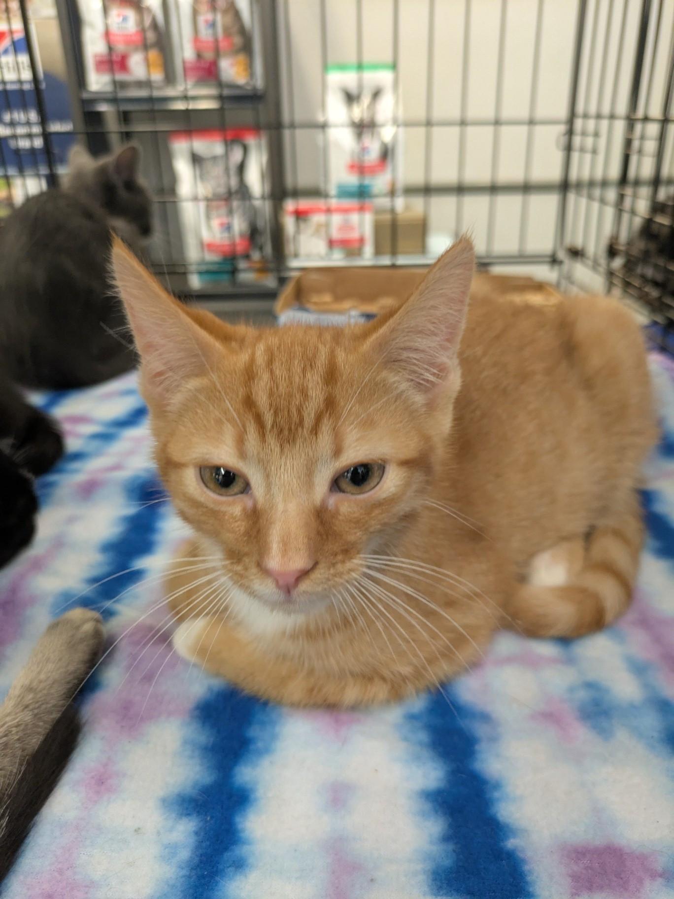 Kirk, Adoptable, Kitten Male Domestic Short Hair.