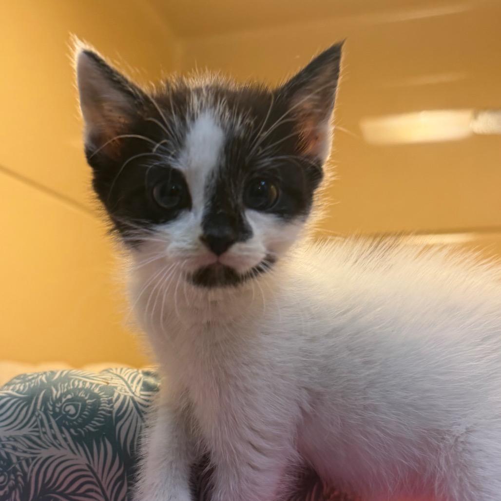 Captain Babybutt photo