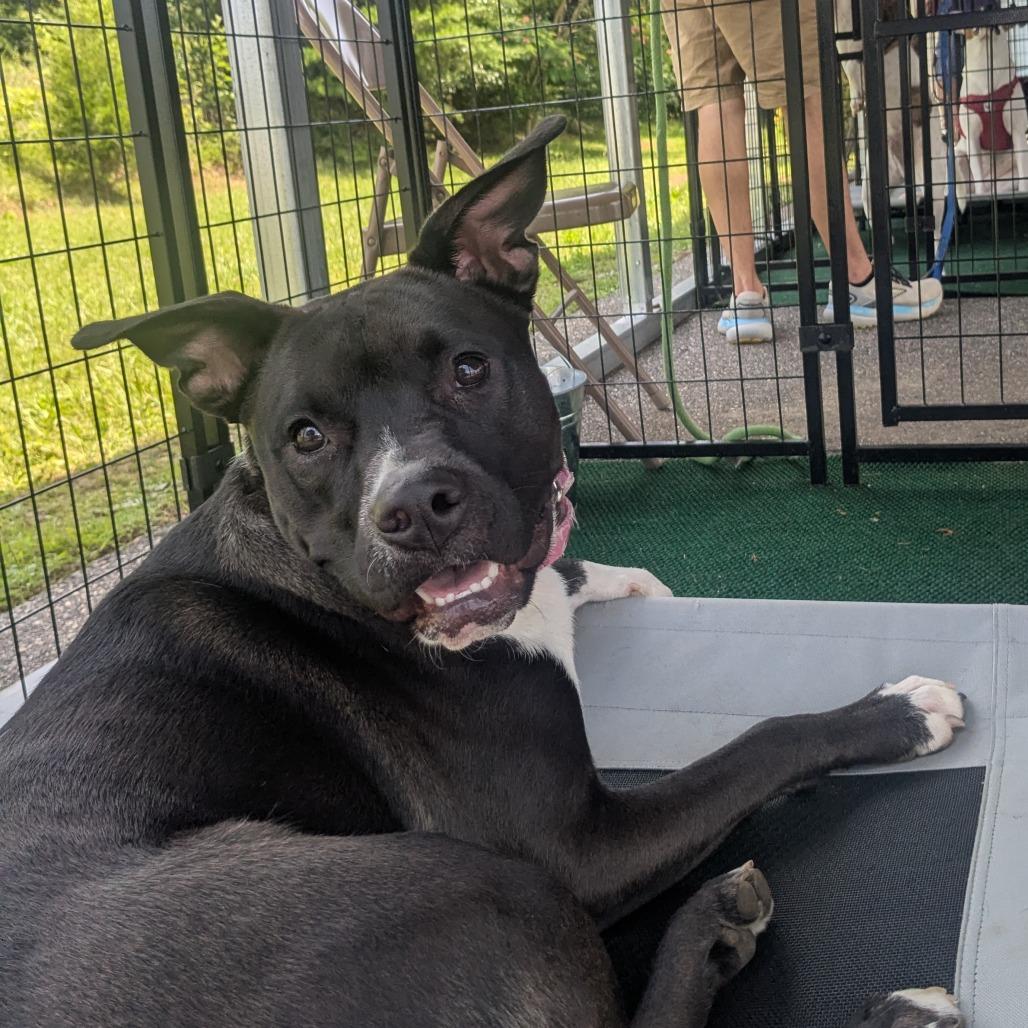 Rascal, Adoptable, Young Female Labrador Retriever & Mixed Breed.