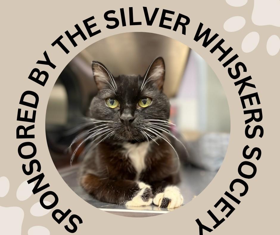 ANGELICA, Adoptable, Senior Female Domestic Short Hair.
