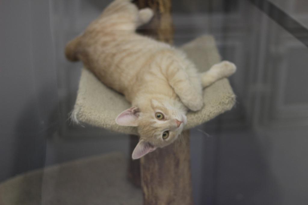 Arthur, Adoptable, Young Male Domestic Short Hair.