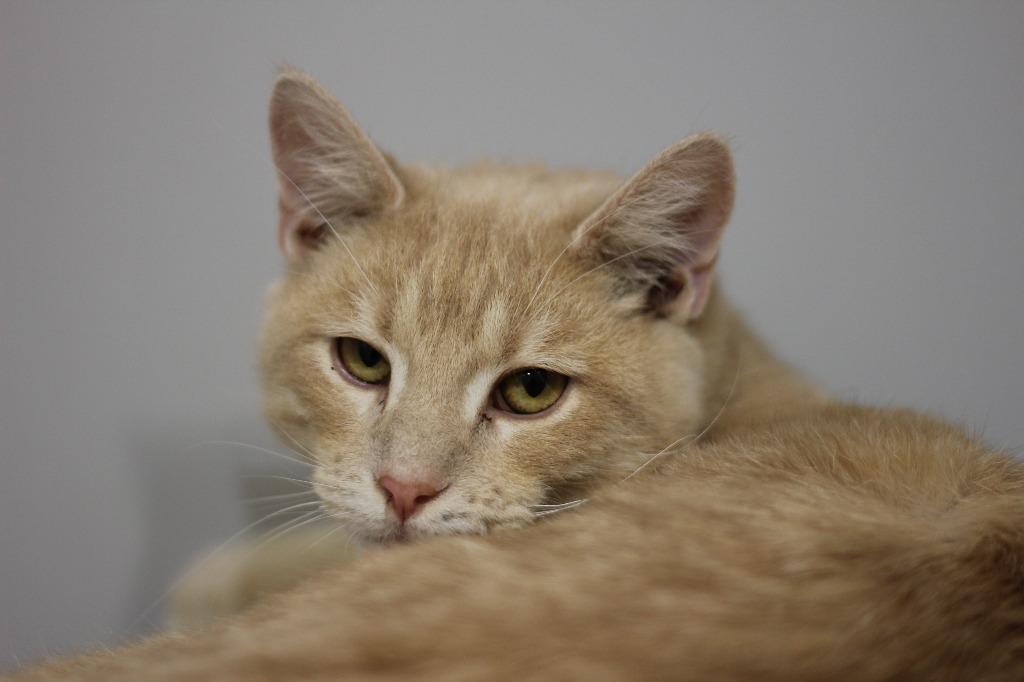 Enlarge Arthur, a Adoptable mixed breed in Rockford, IL image 3/3