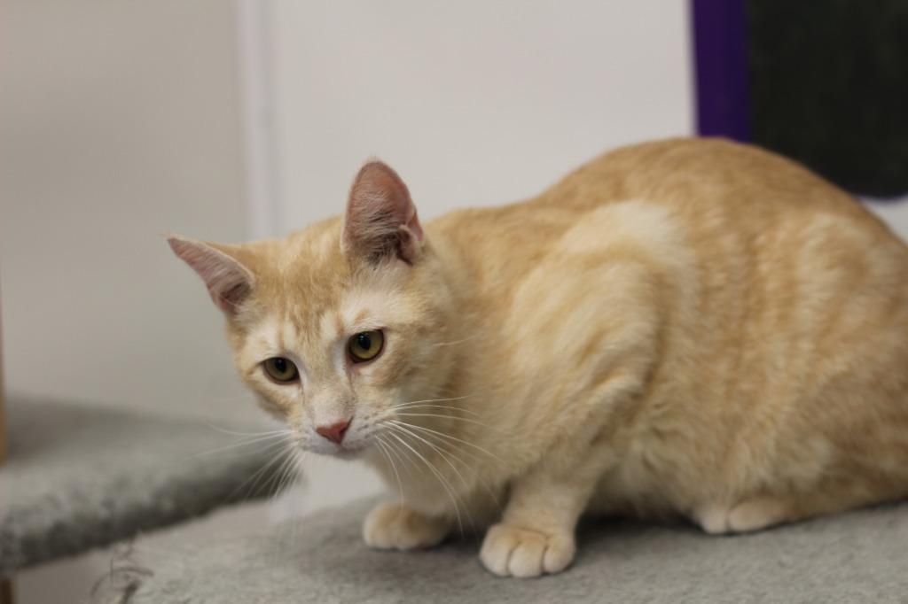 Enlarge Arthur, a Adoptable mixed breed in Rockford, IL image 3/3