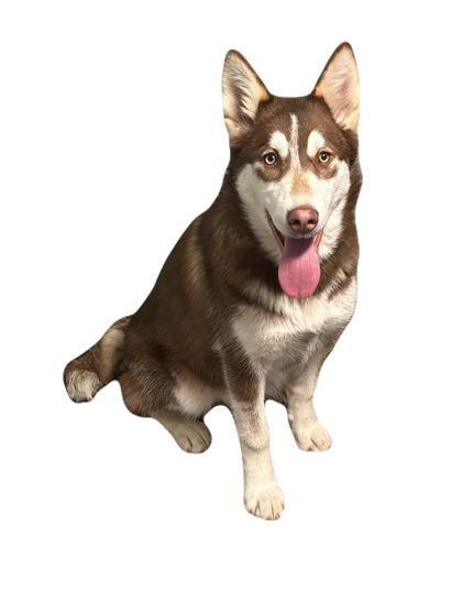 Enlarge Artemis, a ADOPTABLE mixed breed in Red Bluff, CA image 3/3