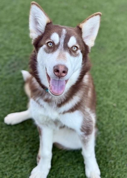 Enlarge Artemis, a ADOPTABLE mixed breed in Red Bluff, CA image 2/3