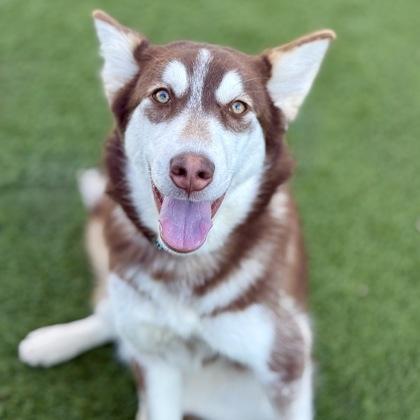 Enlarge Artemis, a ADOPTABLE mixed breed in Red Bluff, CA image 1/3