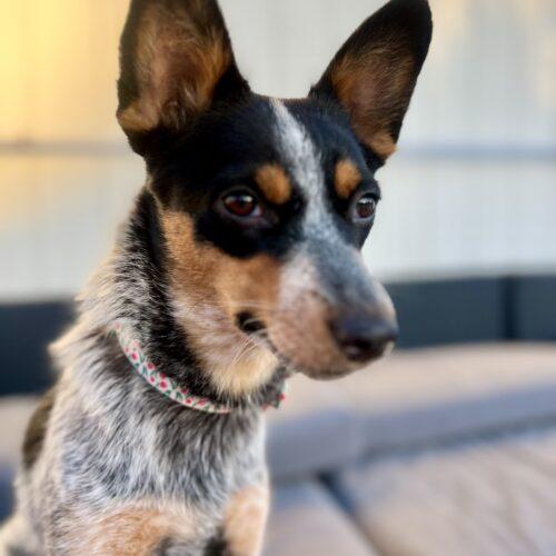 Enlarge Foxy, a Adoptable mixed breed in Coachella, CA image 1/2